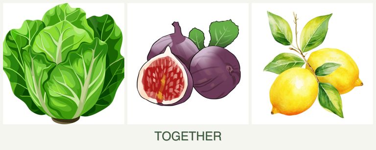 Can you plant lettuce, figs and lemons together?
