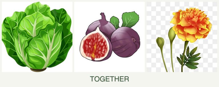 Can you plant lettuce, figs and marigolds together?