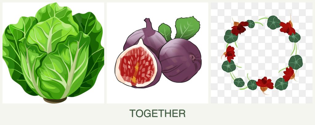 Can you plant lettuce, figs and nasturtiums together?