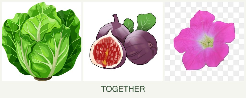 Can you plant lettuce, figs and petunias together?