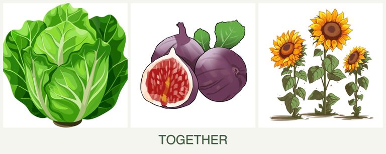 Can you plant lettuce, figs and sunflowers together?