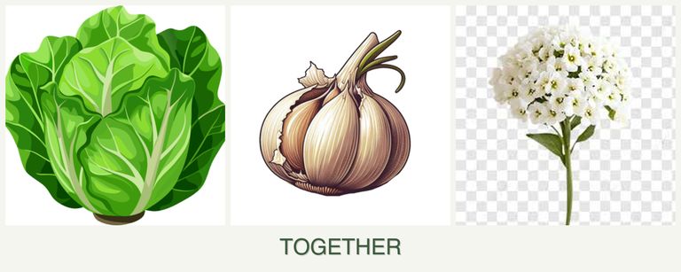 Can you plant lettuce, garlic and alyssum together?
