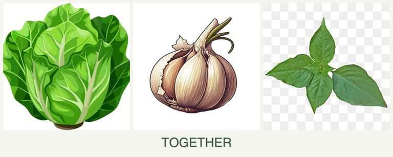 Can you plant lettuce, garlic and basil together?