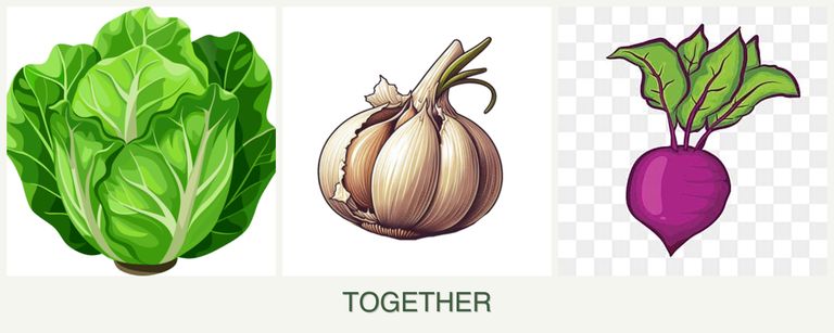 Can you plant lettuce, garlic and beets together?