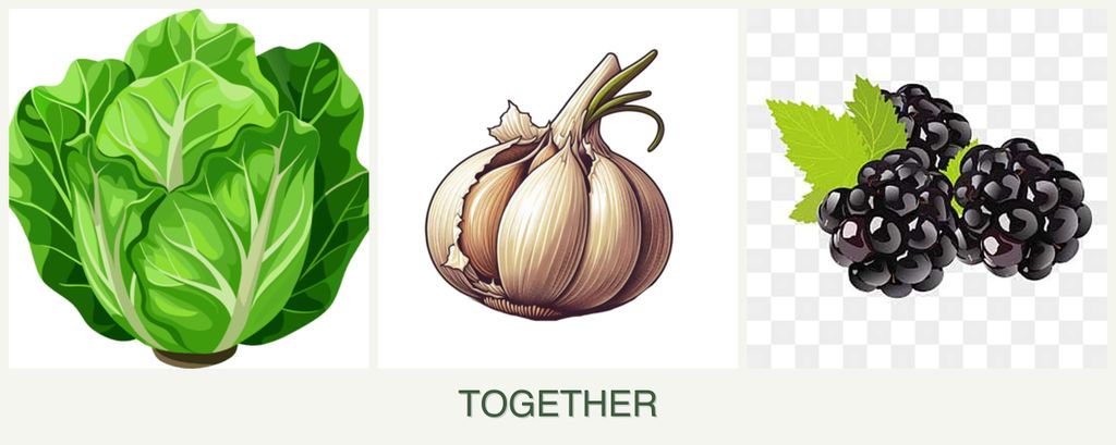 Can you plant lettuce, garlic and blackberries together?