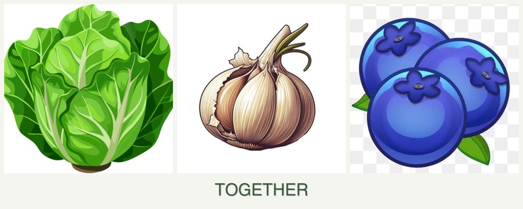 Can you plant lettuce, garlic and blueberries together?