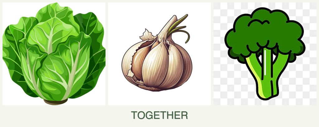 Can you plant lettuce, garlic and broccoli together?