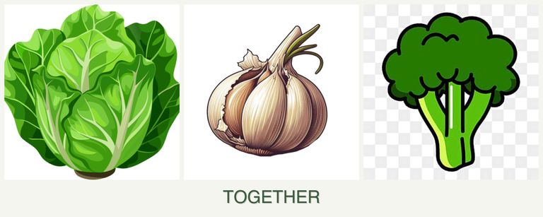 Can you plant lettuce, garlic and broccoli together?
