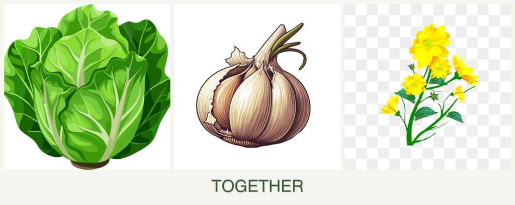 Can you plant lettuce, garlic and calendula together?