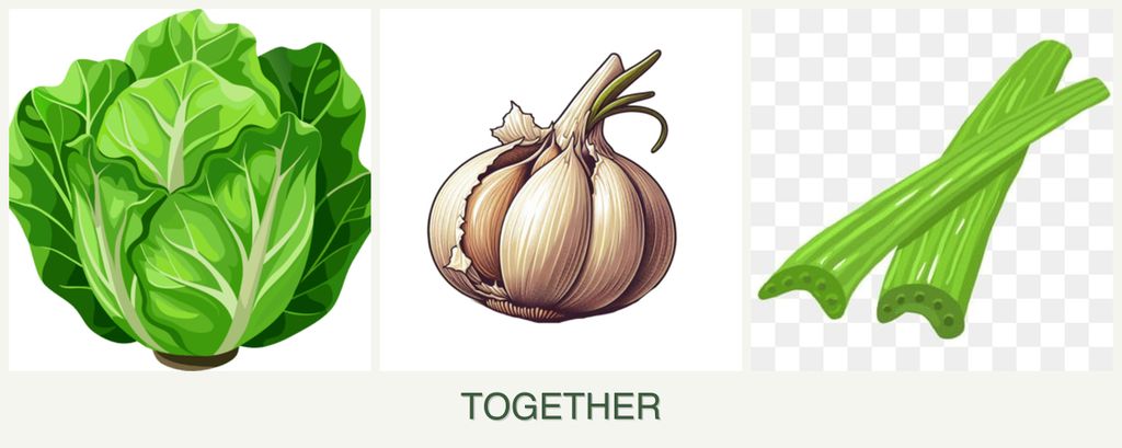 Can you plant lettuce, garlic and celery together?
