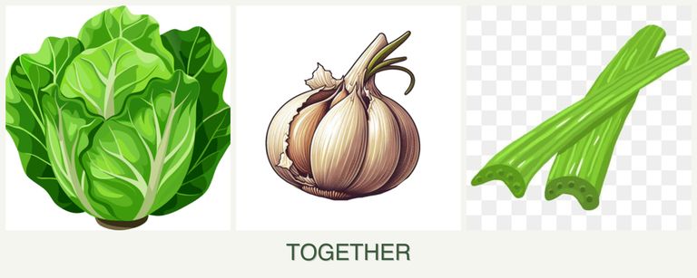 Can you plant lettuce, garlic and celery together?