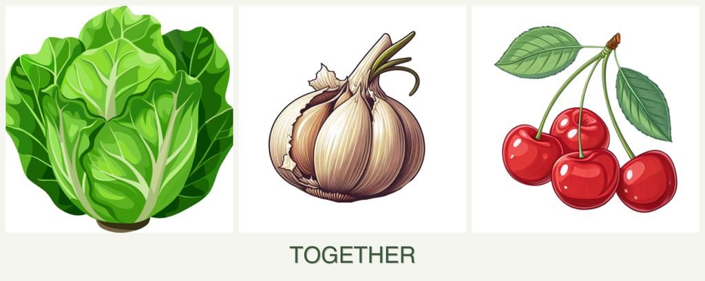 Can you plant lettuce, garlic and cherries together?