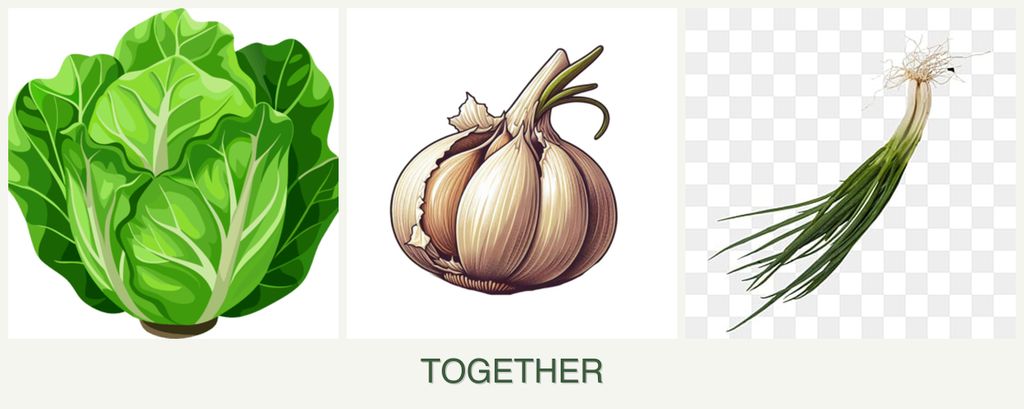 Can you plant lettuce, garlic and chives together?