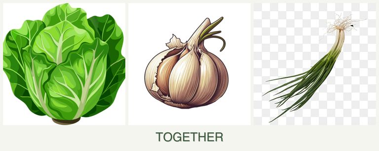 Can you plant lettuce, garlic and chives together?