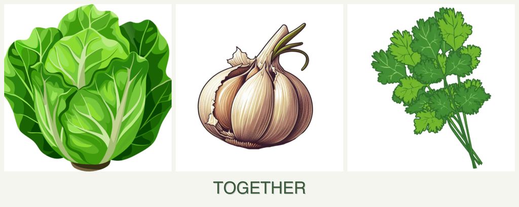 Can you plant lettuce, garlic and cilantro together?