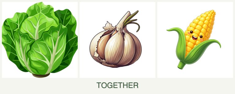 Can you plant lettuce, garlic and corn together?