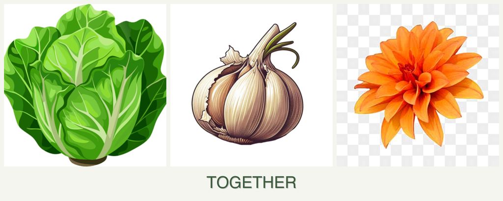 Can you plant lettuce, garlic and dahlias together?