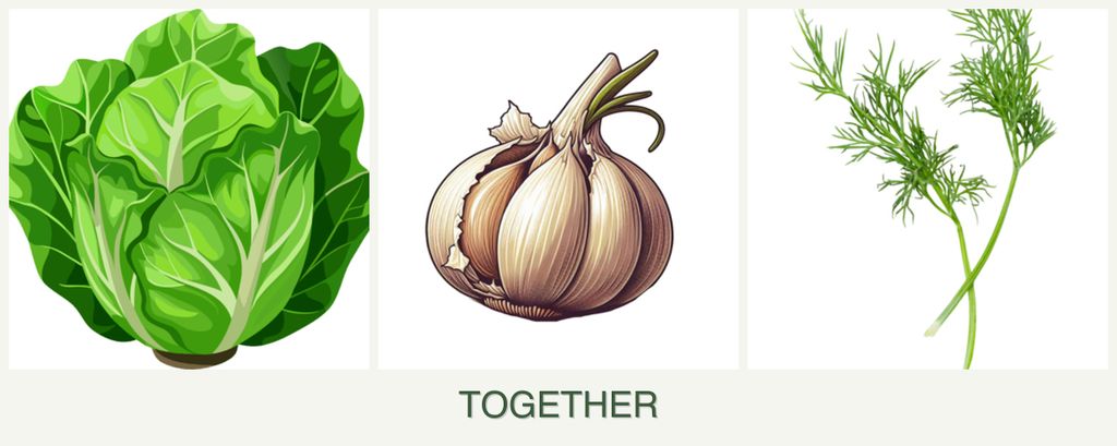 Can you plant lettuce, garlic and dill together?