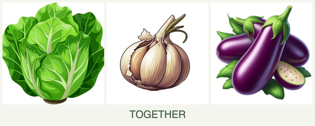 Can you plant lettuce, garlic and eggplant together?