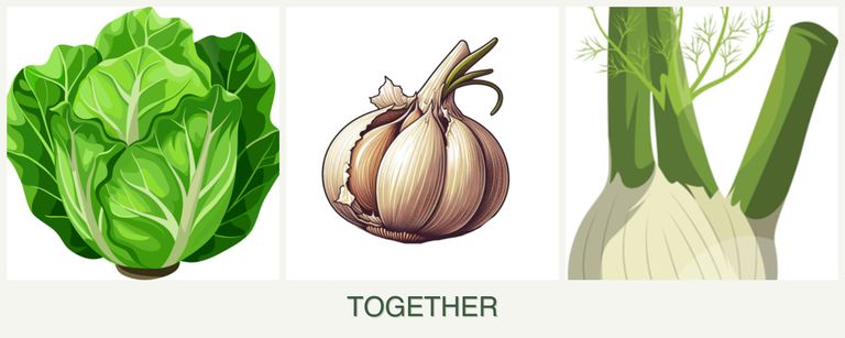 Can you plant lettuce, garlic and fennel together?