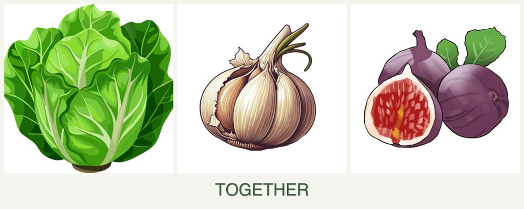 Can you plant lettuce, garlic and figs together?