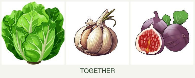 Can you plant lettuce, garlic and figs together?