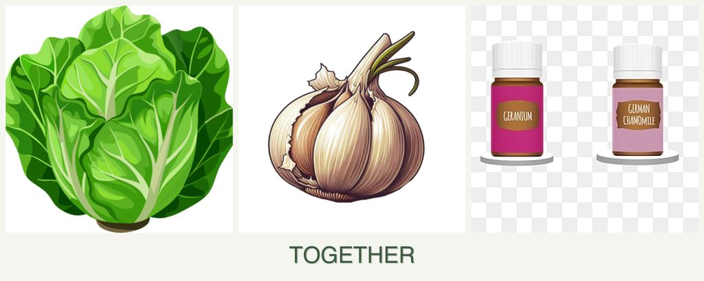 Can you plant lettuce, garlic and geraniums together?