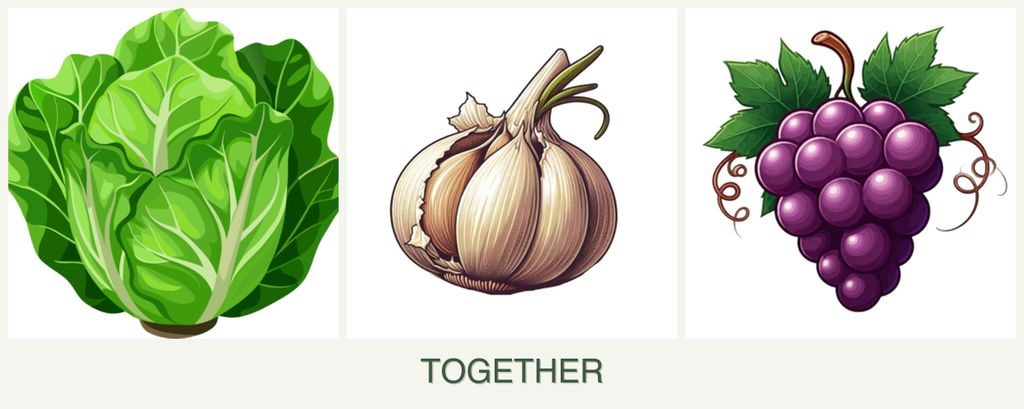 Can you plant lettuce, garlic and grapes together?