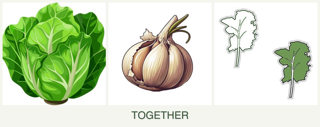 Can you plant lettuce, garlic and kale together?
