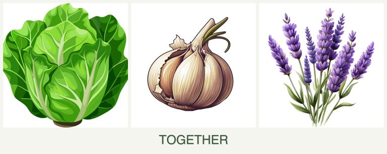 Can you plant lettuce, garlic and lavender together?