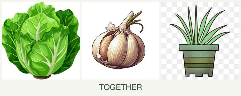 Can you plant lettuce, garlic and lemongrass together?