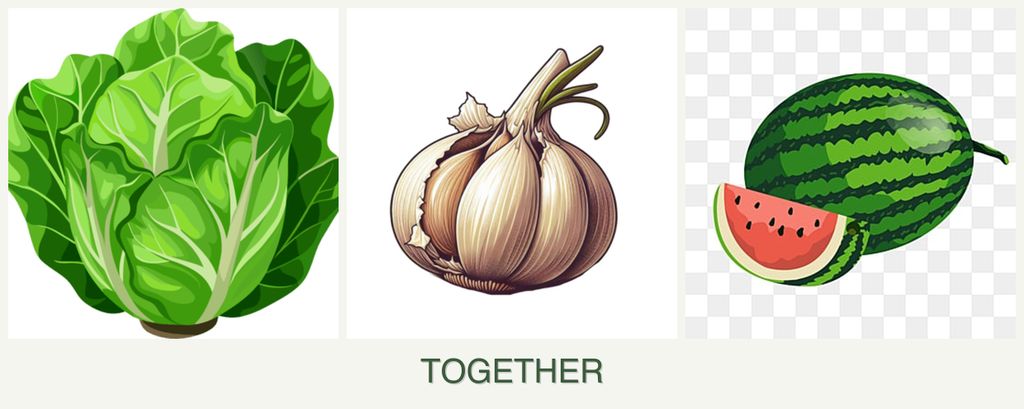 Can you plant lettuce, garlic and melons together?
