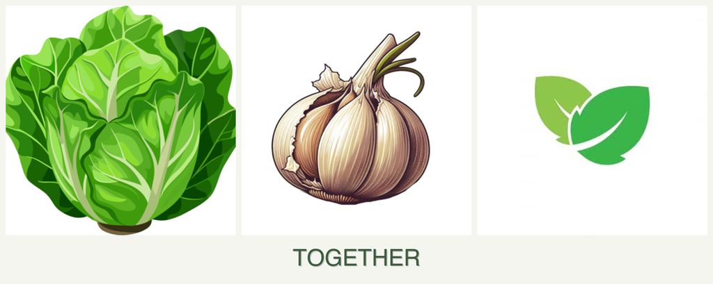 Can you plant lettuce, garlic and mint together?