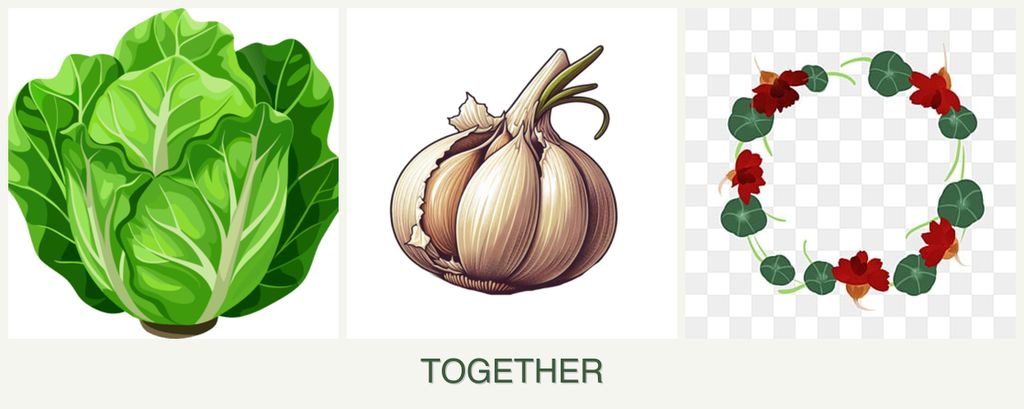Can you plant lettuce, garlic and nasturtiums together?