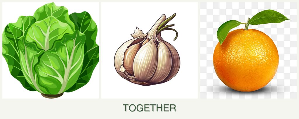 Can you plant lettuce, garlic and oranges together?