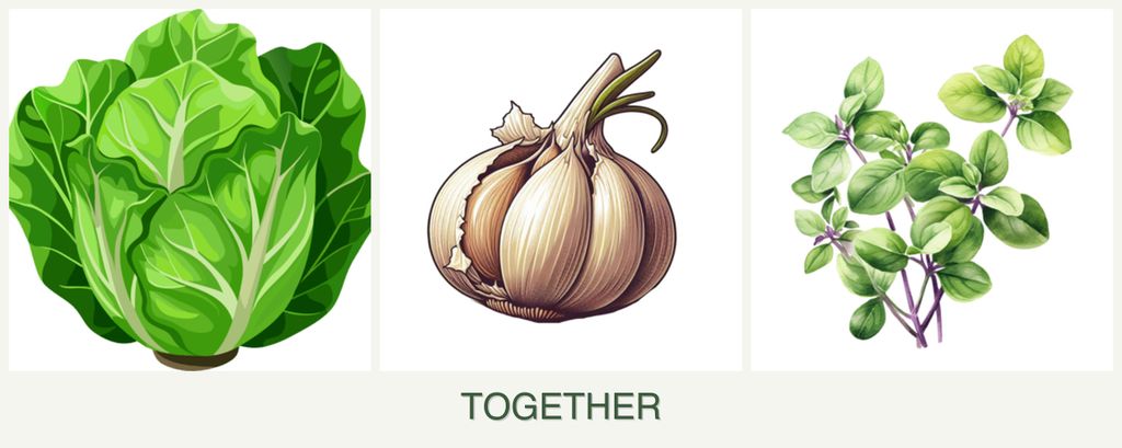 Can you plant lettuce, garlic and oregano together?