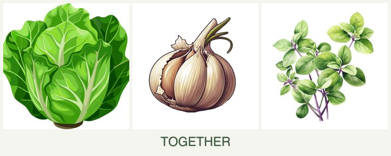 Can you plant lettuce, garlic and oregano together?