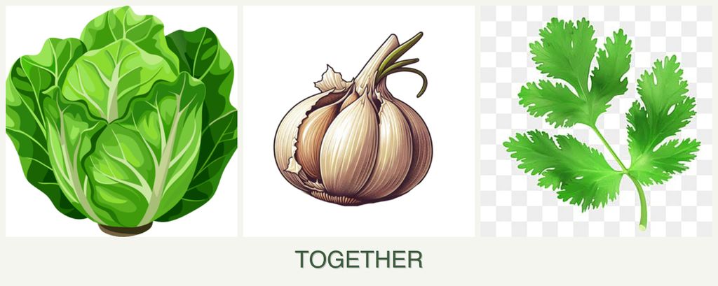 Can you plant lettuce, garlic and parsley together?