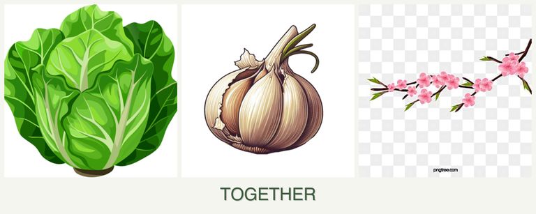 Can you plant lettuce, garlic and peaches together?