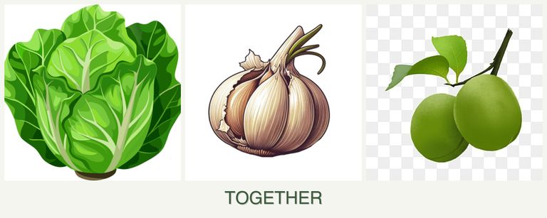 Can you plant lettuce, garlic and plums together?