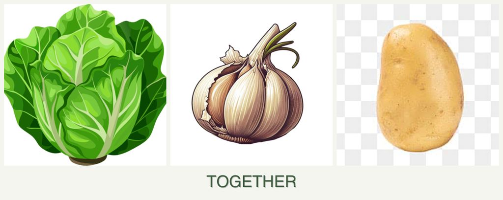 Can you plant lettuce, garlic and potatoes together?