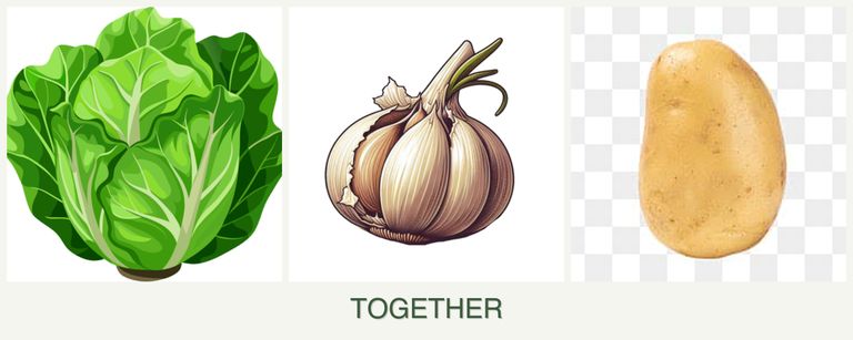 Can you plant lettuce, garlic and potatoes together?