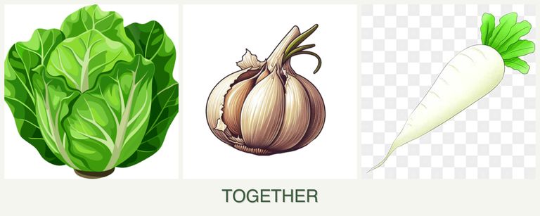 Can you plant lettuce, garlic and radishes together?