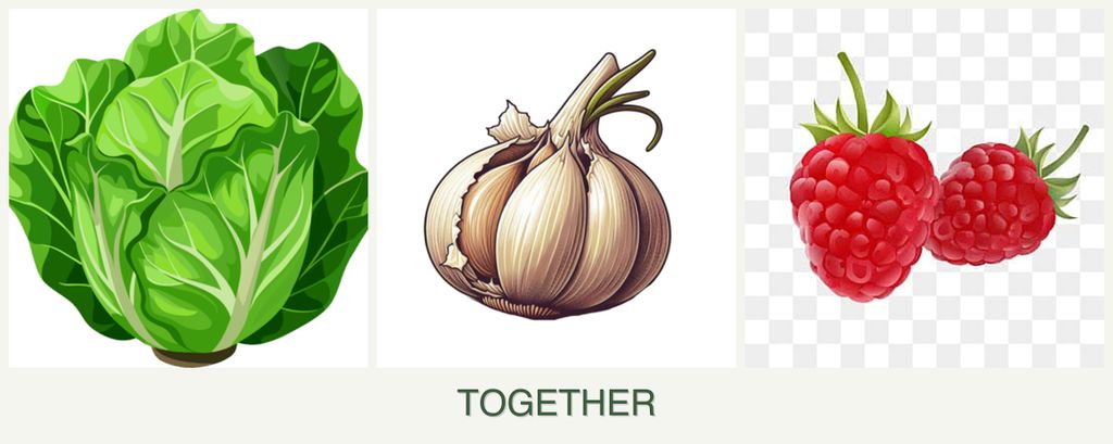Can you plant lettuce, garlic and raspberries together?