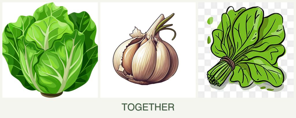 Can you plant lettuce, garlic and spinach together?