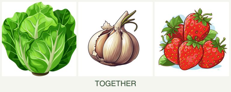 Can you plant lettuce, garlic and strawberries together?