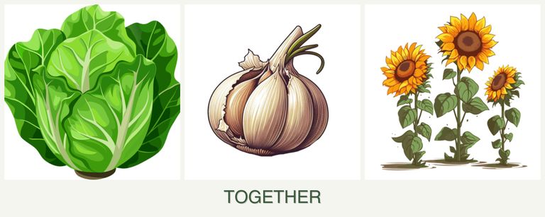 Can you plant lettuce, garlic and sunflowers together?