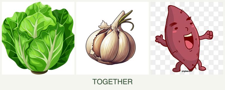 Can you plant lettuce, garlic and sweet potatoes together?