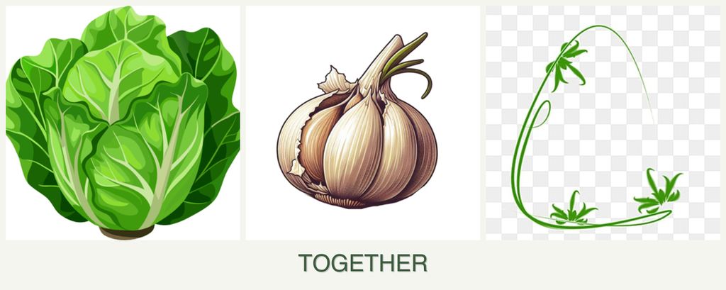 Can you plant lettuce, garlic and tarragon together?