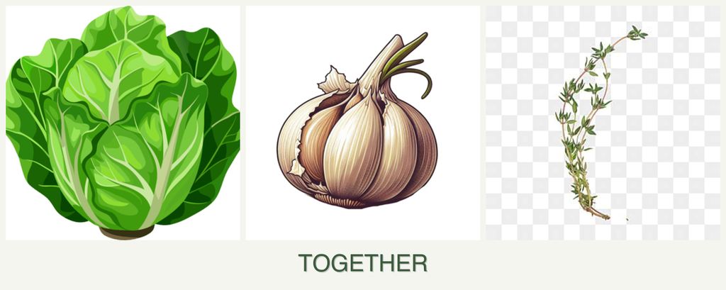 Can you plant lettuce, garlic and thyme together?